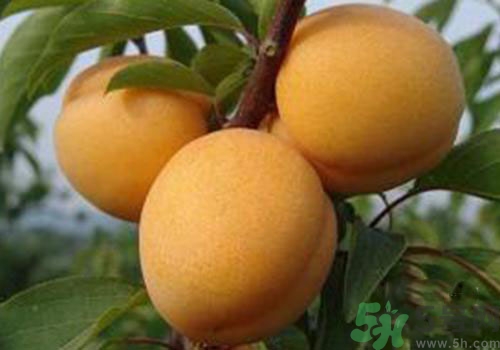 杏子上有黑點是怎么回事？杏子上有斑點可以吃嗎？