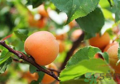 吃杏子胃脹胃痛是怎么回事？吃杏子胃脹胃痛怎么辦？