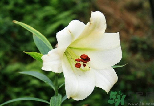 干百合和新鮮百合哪個(gè)好?干百合和新鮮百合的區(qū)別 干百合和新鮮百合哪個(gè)好?干百合和新鮮百合的區(qū)別