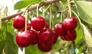 櫻桃變色了還能吃嗎?櫻桃變色了可以吃嗎? 櫻桃變色了還能吃嗎?櫻桃變色了可以吃嗎?