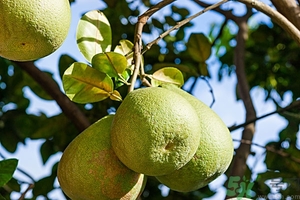 柚子去火嗎？上火能吃柚子嗎？