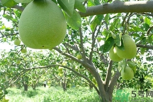 柚子的瓤是紅色正常嗎？柚子里面是紅色的能吃嗎？