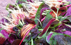 漢菜的營養(yǎng)價(jià)值 漢菜的功效與作用及食用方法