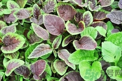 漢菜不能和什么一起吃?漢菜和什么相克? 漢菜不能和什么一起吃?漢菜和什么相克?