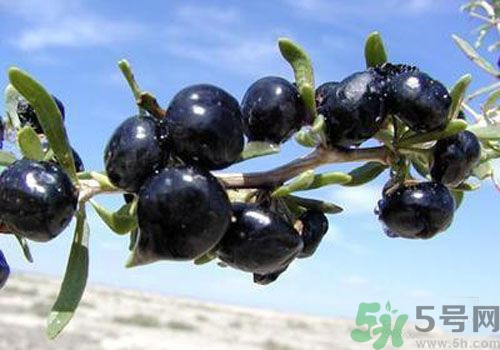 吃黑枸杞會上火嗎？吃黑枸杞會不會上火？