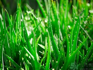 便秘能吃蘆薈嗎？蘆薈能吸收輻射嗎？