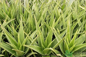 便秘能吃蘆薈嗎？蘆薈能吸收輻射嗎？