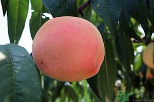 變軟的桃子能吃嗎？桃子軟了還能吃嗎？