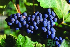 葡萄種植的基本流程？葡萄種植的方法？