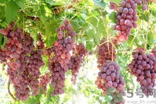 葡萄種植的基本流程？葡萄種植的方法？
