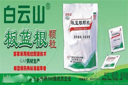 感冒了吃板藍(lán)根有效嗎？感冒了吃板藍(lán)根有用嗎？