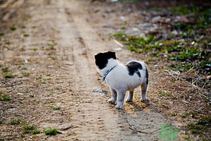 狗可以吃夏威夷果嗎？小狗吃夏威夷果會怎樣？