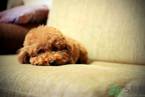 狗可以吃夏威夷果嗎？小狗吃夏威夷果會怎樣？