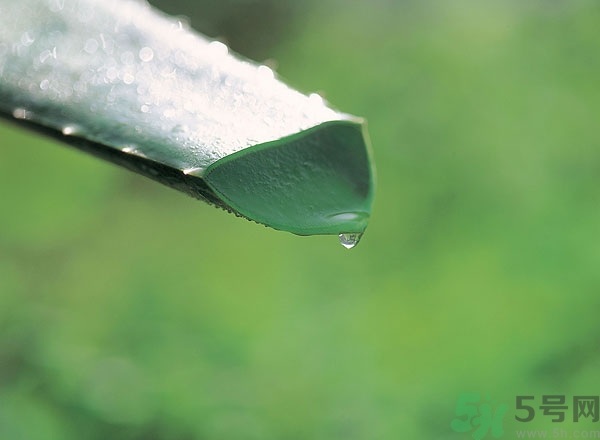 蘆薈怎么吃最好？蘆薈吃多了會(huì)怎樣？