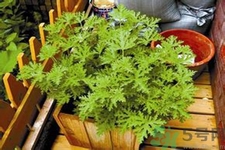 驅蚊草可以驅蚊嗎？驅蚊草有用嗎？