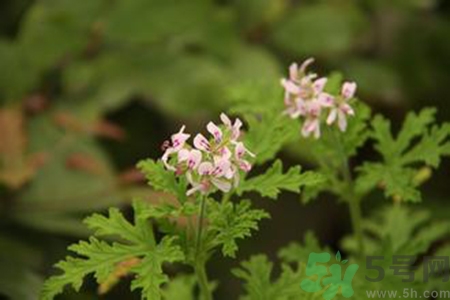 驅(qū)蚊草對寶寶有害嗎？驅(qū)蚊草對寶寶有影響嗎？