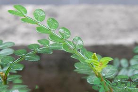 驅(qū)蚊草對(duì)寶寶有害嗎？驅(qū)蚊草對(duì)寶寶有影響嗎？