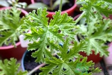 驅(qū)蚊草孕婦可以聞嗎？驅(qū)蚊草對(duì)孕婦有害嗎？