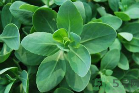 驅(qū)蚊草孕婦可以聞嗎？驅(qū)蚊草對(duì)孕婦有害嗎？