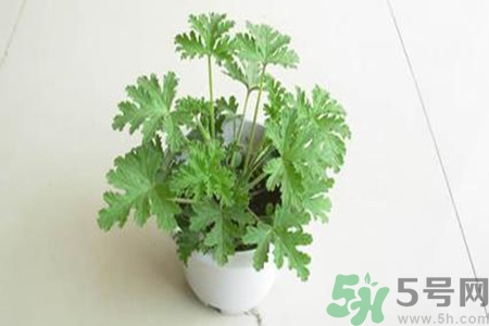 驅(qū)蚊草孕婦可以聞嗎？驅(qū)蚊草對(duì)孕婦有害嗎？