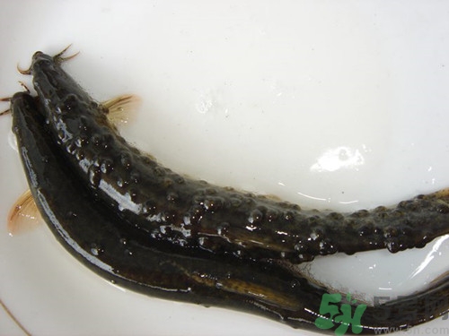 吃泥鰍有什么壞處?吃泥鰍的禁忌 吃泥鰍有什么壞處?吃泥鰍的禁忌