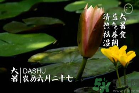 大暑吃什么養(yǎng)生？大暑吃什么好？