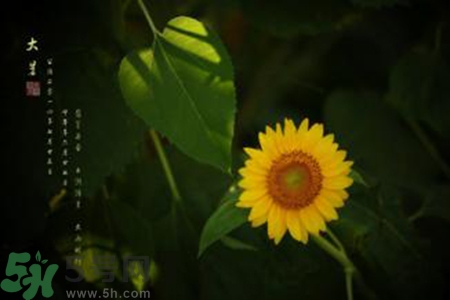 大暑吃什么水果？大暑吃什么水果養(yǎng)生？