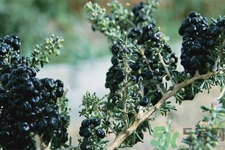 黑枸杞小孩可以吃嗎？黑枸杞小孩吃有什么好處？