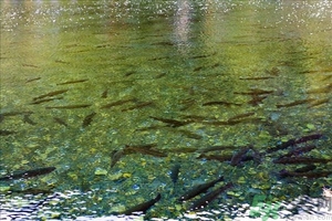 洪水里的魚能吃嗎？洪水里的魚可不可以吃？