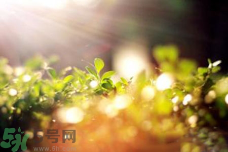 三伏天什么時候結(jié)束？三伏天是哪幾天？