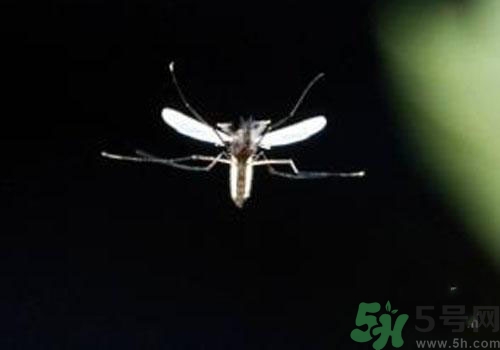 裂谷熱病怎么治？裂谷熱病的癥狀有哪些？