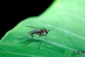 小飛蟲怎么消滅？小飛蟲怎么生出來的？