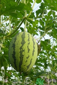 西瓜打針是真的嗎？西瓜打藥了是什么樣子？