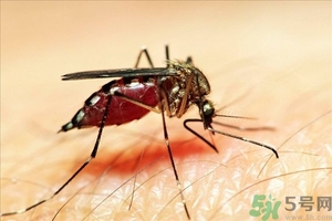 蚊子叮的癢怎么辦？蚊子叮的大包怎么辦？