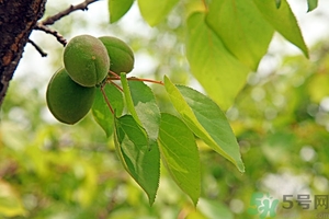 青杏子能吃嗎？青杏子的功效與作用