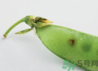 煮豌豆怎么做好吃？煮豌豆的做法