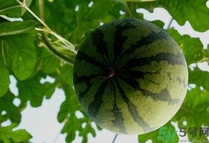 西瓜打針是真的嗎？西瓜打藥了是什么樣子？