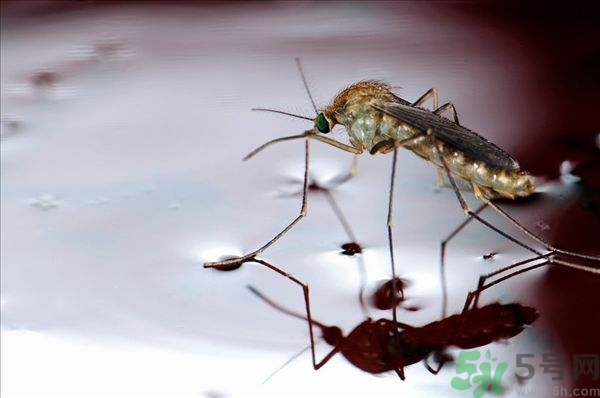 蚊子叮的癢怎么辦？蚊子叮的大包怎么辦？