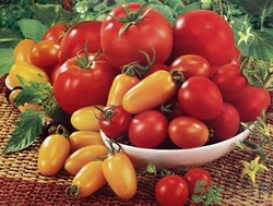 番茄能放冰箱嗎?番茄放冰箱能放多久 番茄能放冰箱嗎?番茄放冰箱能放多久