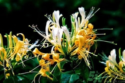 三伏天可以吃中藥嗎？三伏天吃中藥會(huì)不會(huì)上火？