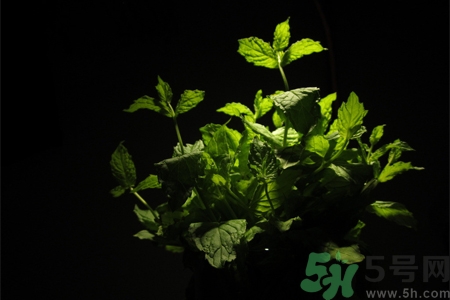 吃薄荷的好處有哪些？哪些人不能吃薄荷？