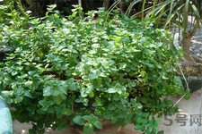 吃薄荷的好處有哪些？哪些人不能吃薄荷？