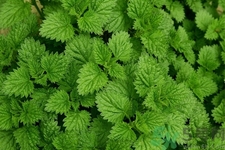 薄荷吃多了有什么壞處？吃薄荷有什么作用？