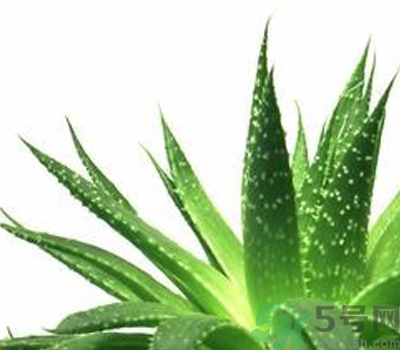 蘆薈膠會堵塞毛孔嗎？蘆薈膠應該怎么用？