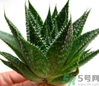 蘆薈膠會(huì)堵塞毛孔嗎？蘆薈膠應(yīng)該怎么用？