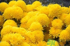 用菊花可以去黑眼圈嗎？用菊花有效去除黑眼圈的步驟？