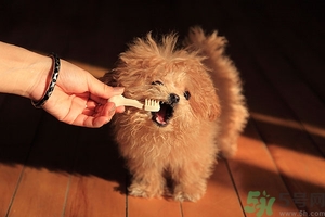 9歲男孩磨牙怎么回事？青少年磨牙是什么原因？