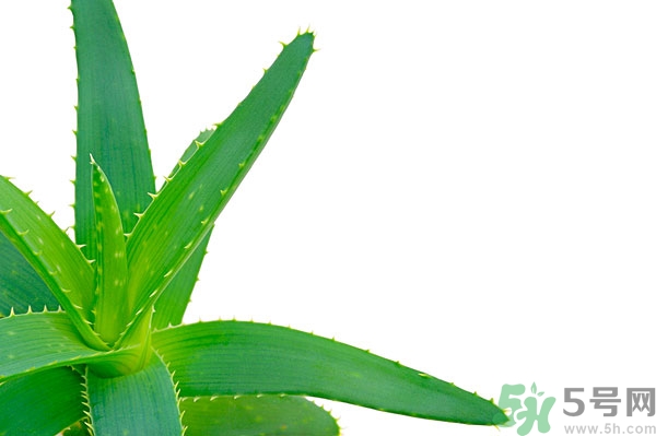 蘆薈能去斑嗎？蘆薈膠會使皮膚變黑嗎？