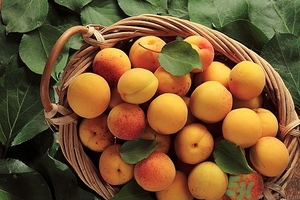 杏子可以曬干嗎？杏子可以用來(lái)燒菜嗎？