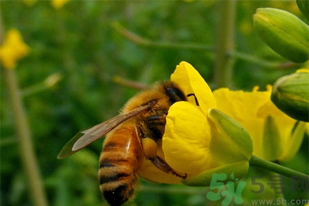 被蜜蜂蟄了怎么辦？被蜜蜂蟄了如何處理？